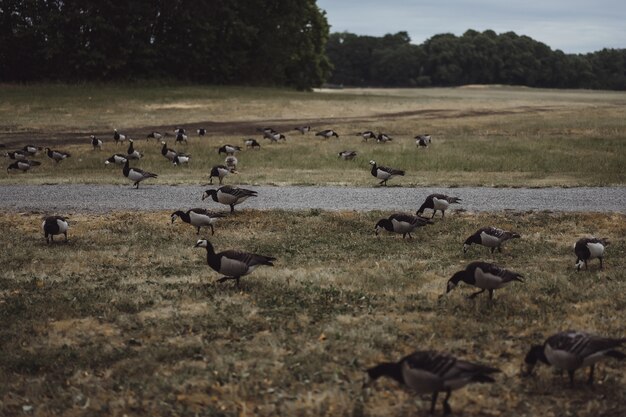 country landscape, geese cross the road