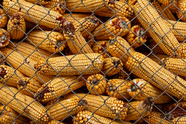 Деревенский образ жизни с кукурузными початками