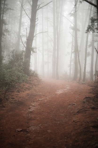 Foto gratuita strada campestre in foresta con nebbia