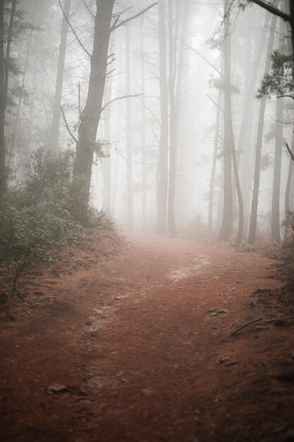 霧の森の田舎道