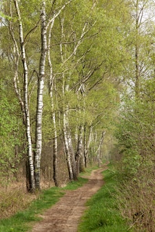 네덜란드의 자작나무가 있는 시골길