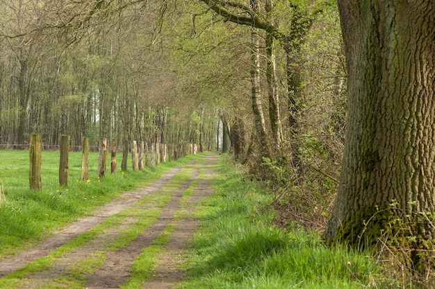 オランダの白樺のある田舎道