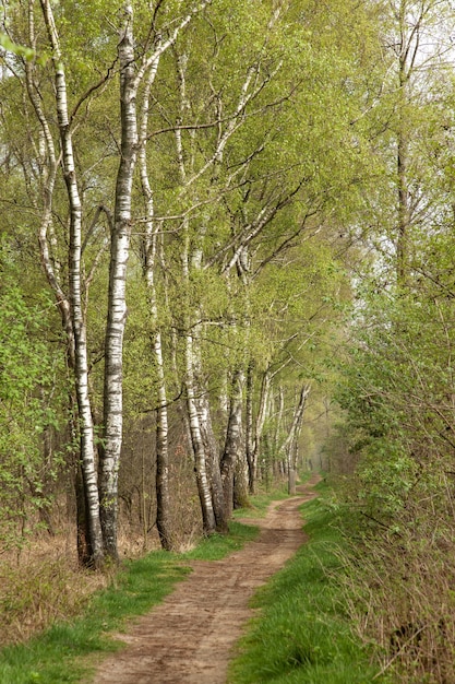 Country road with birches in the Netherlands