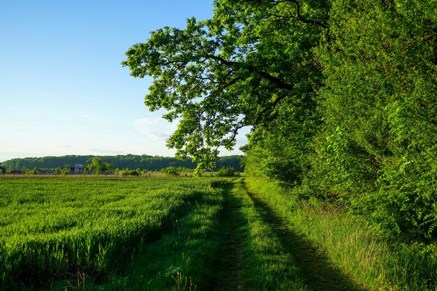 A country road with green grass near a green forest and a wheat field