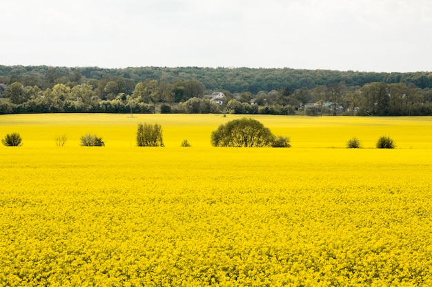 Foto gratuita paesaggio agricolo di campagna