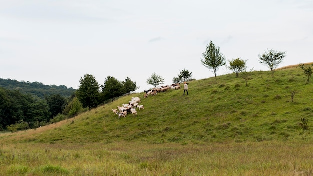 Сельское поле с козами