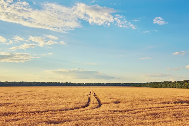 Free photo countryside road through fields with wheat