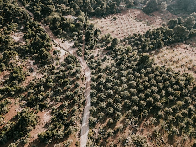 County road and trees in rural landscape