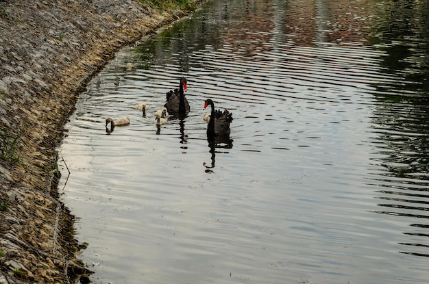 Couple of the black swans with their nestlings