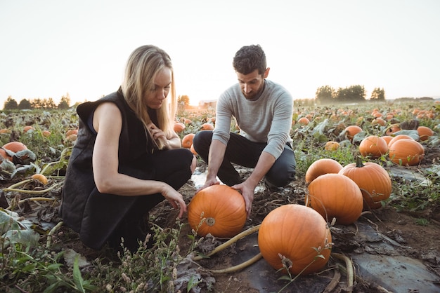 Couple checking pumpkin