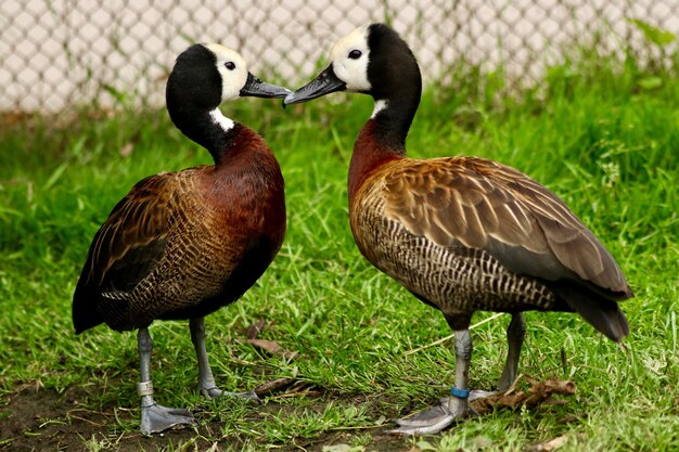 Couple of ducks kiss
