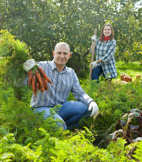 couple  harvesting carrots