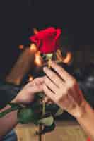 Free photo couple holding bright red rose in hands