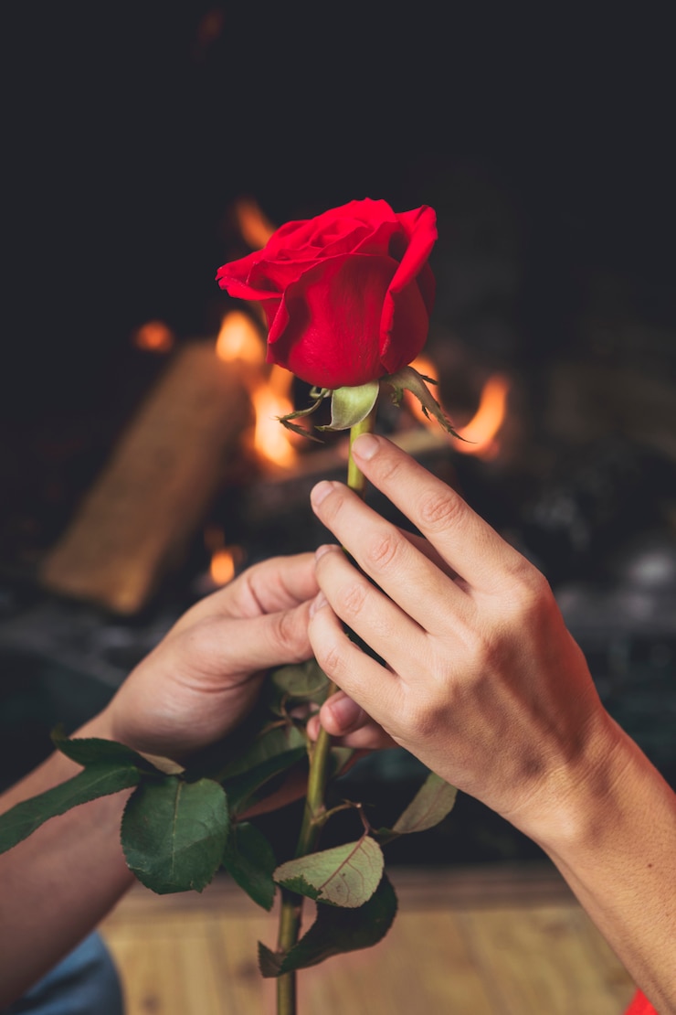 Free Photo couple holding bright red rose in hands