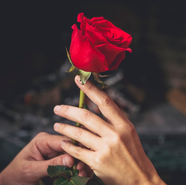 Пара держит красную розу в руках