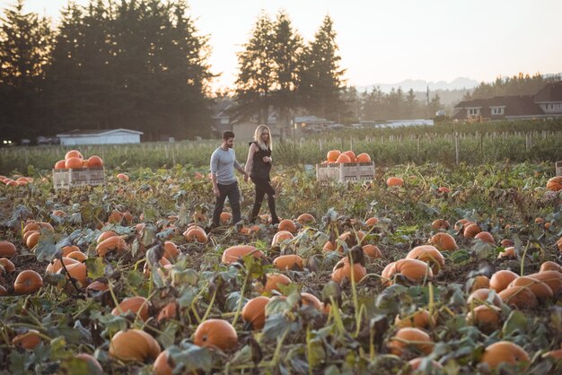 Couple walking in pumpkin field