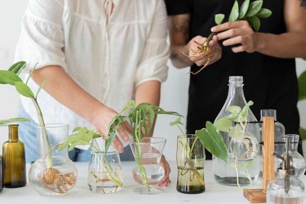 Couple water propagating their houseplants