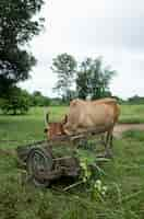 Free photo cow eat grass food