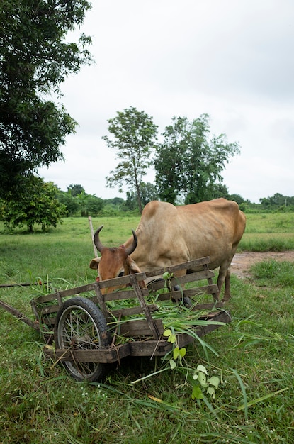 cow eat grass food