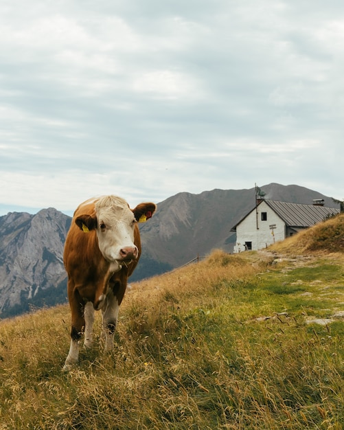Cow grazing in a field surrounded by mountains under a cloudy sky in Austria