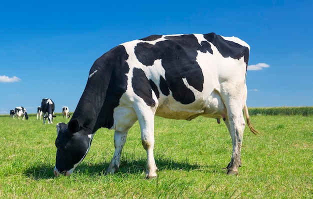 Cow grazing on a green meadow