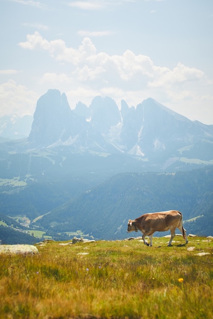 Free photo cow grazing on a green pasture surrounded by tall rocky mountains