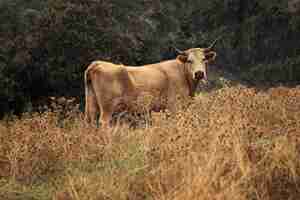 Free photo cow grazing in a pasture