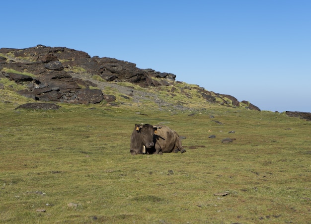 Free photo cow lying in a meadow and relaxing