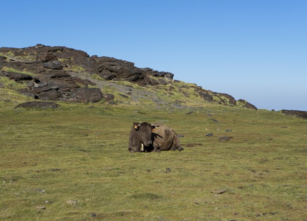 Cow lying in a meadow and relaxing