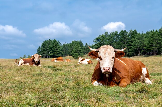 Корова отдыхает на поросших травой холмах