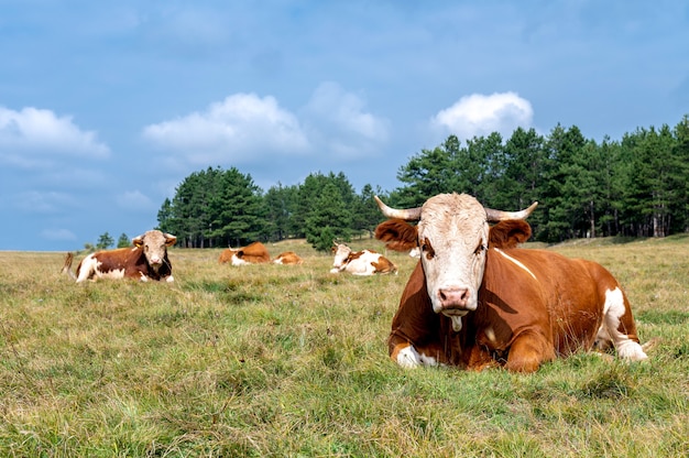 Корова отдыхает на поросших травой холмах