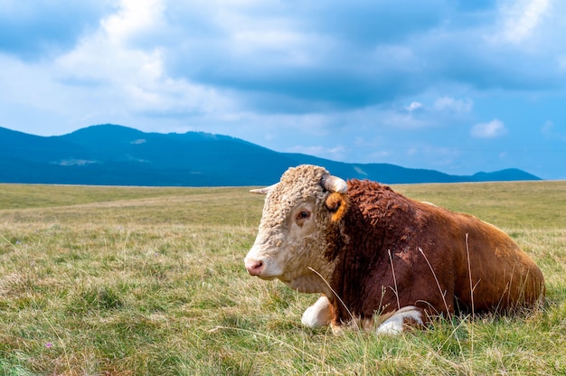 Cow resting on the grass-covered hills