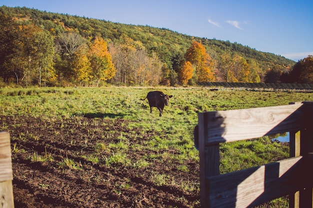 Корова гуляя на травянистое поле в солнечный день с горой