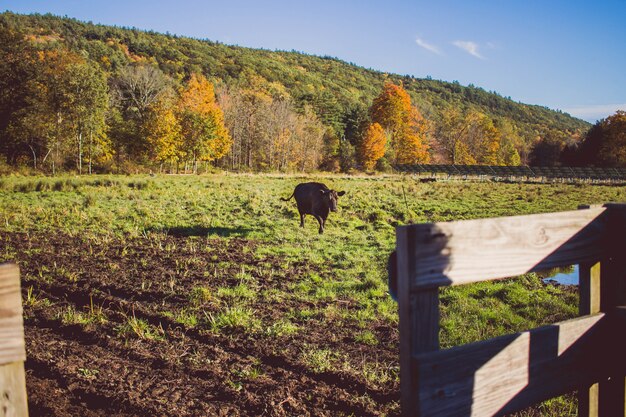 Cow walking on a grassy field on a sunny day with a mountain