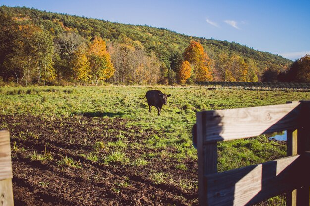 山と晴れた日に芝生のフィールドを歩く牛