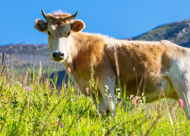 Cow