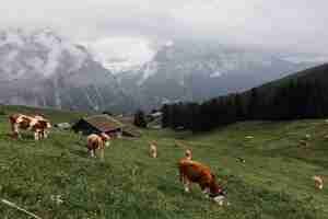 Foto gratuita mucche che mangiano erba in un campo di erba con piccole cabine circondate da alberi e montagne