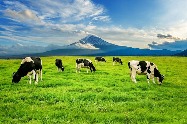 日本の富士山の前の緑の野原で青々とした草を食べる牛。
