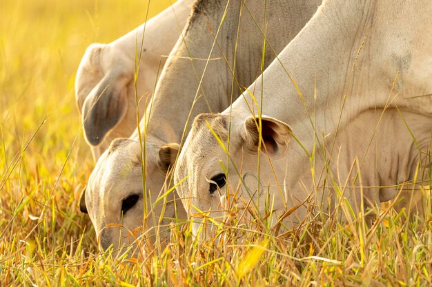 Cows eating on pasture at sunset.