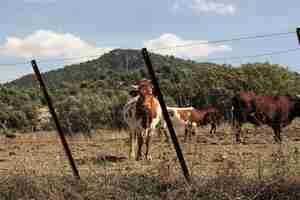 Foto gratuita mucche in un paesaggio agricolo