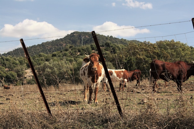 Коровы в фермерском ландшафте