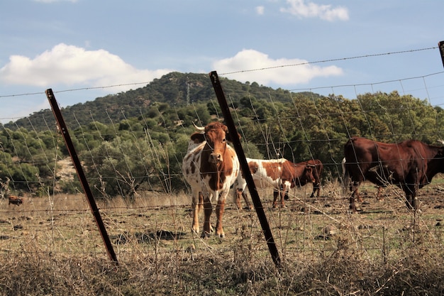 Cows in a farm landscape