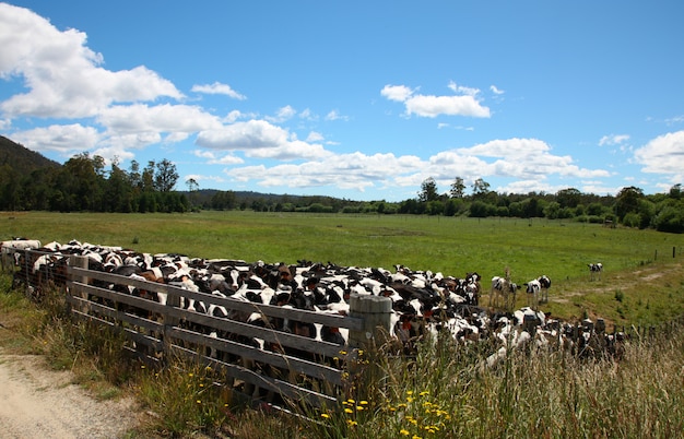 Cows behind a fence