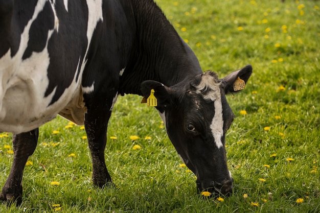 Cows grazing around farm