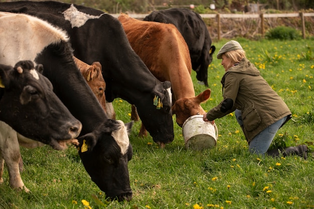 Cows grazing around farm