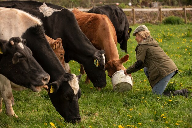 Cows grazing around farm