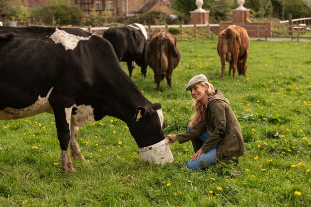 Cows grazing around farm