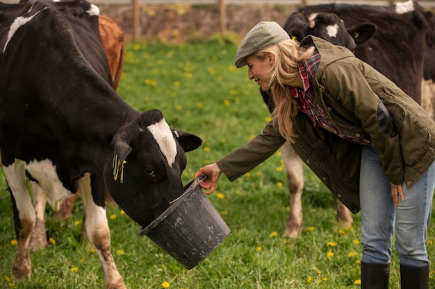 Free photo cows grazing around farm