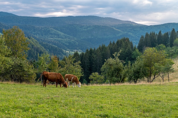森の近くの草に覆われた丘で放牧する牛