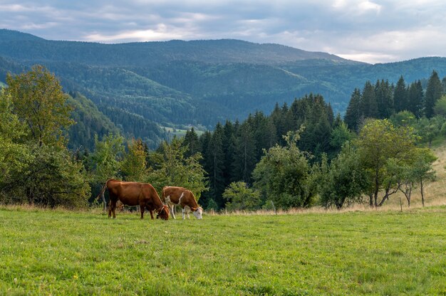 Cows grazing on the grass-covered hills near the forest